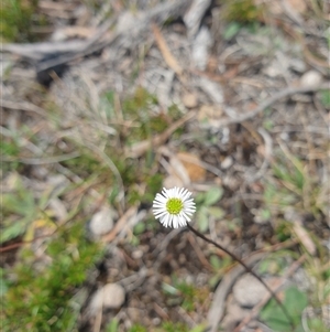 Lagenophora stipitata (Common Lagenophora) at Little Swanport, TAS by Detritivore