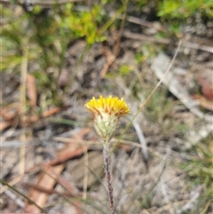 Leptorhynchos squamatus (Scaly Buttons) at Little Swanport, TAS - 4 Jan 2025 by Detritivore