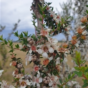 Leptospermum scoparium at Little Swanport, TAS - 6 Jan 2025 06:53 AM