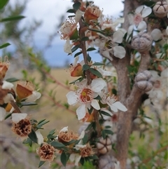Leptospermum scoparium at Little Swanport, TAS - 6 Jan 2025 06:53 AM
