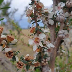 Leptospermum scoparium at Little Swanport, TAS - 6 Jan 2025 06:53 AM