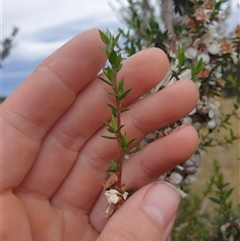 Leptospermum scoparium at Little Swanport, TAS - 6 Jan 2025 06:53 AM