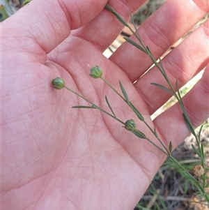 Linum marginale at Little Swanport, TAS - 4 Jan 2025