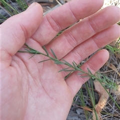 Linum marginale at Little Swanport, TAS - 4 Jan 2025