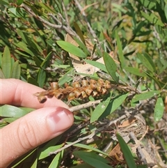 Callistemon pallidus (Lemon Bottlebrush) at Little Swanport, TAS - 5 Jan 2025 by Detritivore