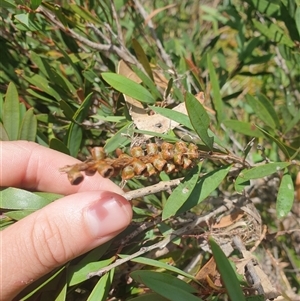 Callistemon pallidus (Lemon Bottlebrush) at Little Swanport, TAS by Detritivore