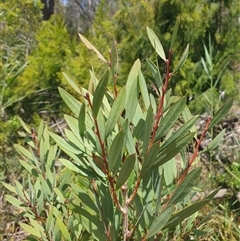 Callistemon pallidus at Little Swanport, TAS - 5 Jan 2025 02:35 PM