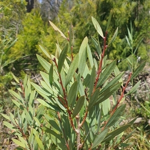 Callistemon pallidus at Little Swanport, TAS - 5 Jan 2025 02:35 PM