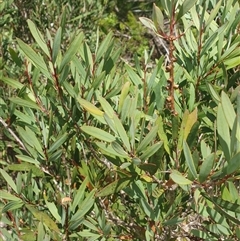 Callistemon pallidus at Little Swanport, TAS - 5 Jan 2025 02:35 PM