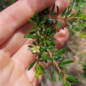 Micrantheum hexandrum (Box Micrantheum) at Little Swanport, TAS by Detritivore