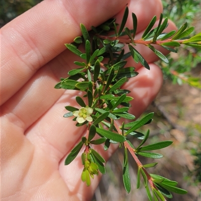 Micrantheum hexandrum (Box Micrantheum) at Little Swanport, TAS - 5 Jan 2025 by Detritivore