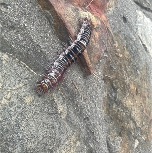 Chelepteryx collesi at Mawson, ACT - 7 Jan 2025