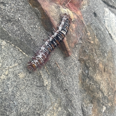 Chelepteryx collesi at Mawson, ACT - 6 Jan 2025 by shintoscared