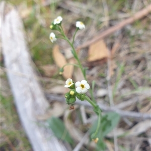 Hackelia suaveolens (Sweet Hounds Tongue) at Little Swanport, TAS by Detritivore