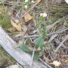 Hackelia suaveolens at Little Swanport, TAS - 5 Jan 2025 02:41 PM