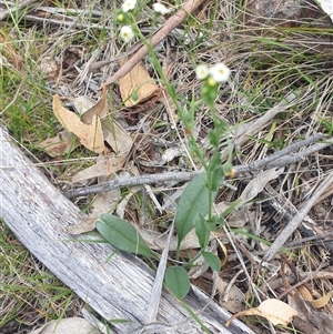 Hackelia suaveolens at Little Swanport, TAS - 5 Jan 2025 02:41 PM