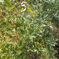 Notelaea ligustrina (Native Olive) at Little Swanport, TAS - 5 Jan 2025 by Detritivore