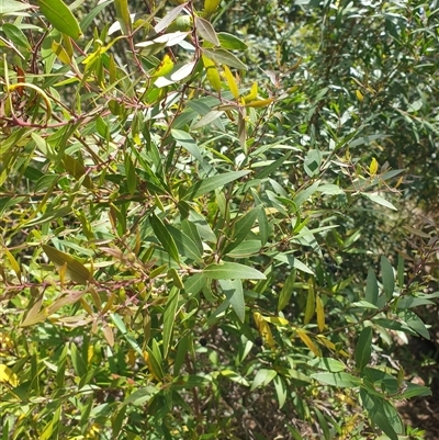 Notelaea ligustrina (Native Olive) at Little Swanport, TAS - 5 Jan 2025 by Detritivore