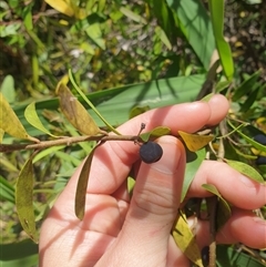 Notelaea ligustrina at Little Swanport, TAS - 5 Jan 2025 02:30 PM