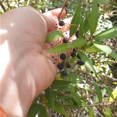 Notelaea ligustrina at Little Swanport, TAS - 5 Jan 2025 02:30 PM