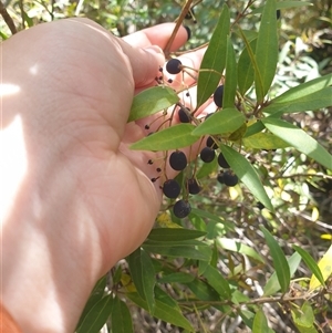 Notelaea ligustrina at Little Swanport, TAS - 5 Jan 2025 02:30 PM