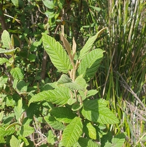 Pomaderris apetala at Little Swanport, TAS by Detritivore