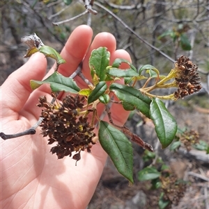 Pomaderris elliptica (Yellow Dogwood) at Little Swanport, TAS by Detritivore