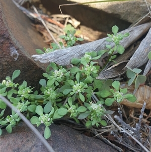 Poranthera microphylla (Small Poranthera) at Little Swanport, TAS by Detritivore