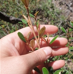 Spyridium obovatum at Little Swanport, TAS - 5 Jan 2025 by Detritivore