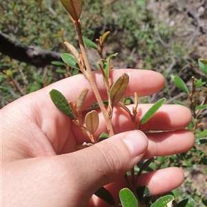 Spyridium obovatum at Little Swanport, TAS - 5 Jan 2025