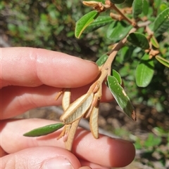 Spyridium obovatum at Little Swanport, TAS - 5 Jan 2025