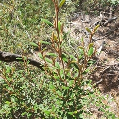 Spyridium obovatum at Little Swanport, TAS - 5 Jan 2025