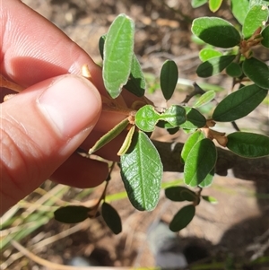 Spyridium obovatum at Little Swanport, TAS - 5 Jan 2025