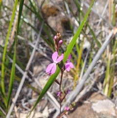 Stylidium graminifolium (grass triggerplant) at Little Swanport, TAS - 4 Jan 2025 by Detritivore