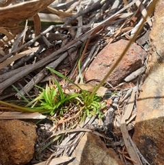 Stylidium graminifolium at Little Swanport, TAS - 4 Jan 2025 02:10 PM