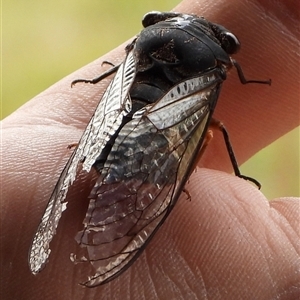 Psaltoda plaga (Black Prince Cicada) at Orangeville, NSW by belleandjason