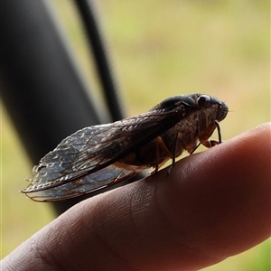 Psaltoda plaga at Orangeville, NSW - 7 Jan 2025 12:17 PM