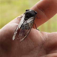 Psaltoda plaga at Orangeville, NSW - 7 Jan 2025 12:17 PM