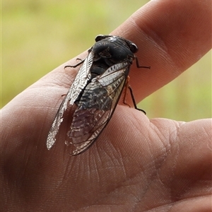 Psaltoda plaga at Orangeville, NSW - 7 Jan 2025 12:17 PM