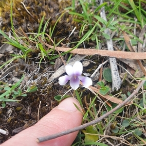 Viola hederacea at Little Swanport, TAS - 4 Jan 2025 02:02 PM