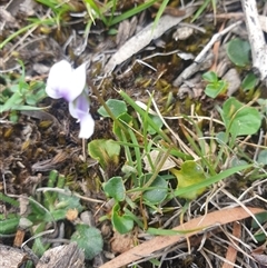 Viola hederacea at Little Swanport, TAS - 4 Jan 2025 02:02 PM