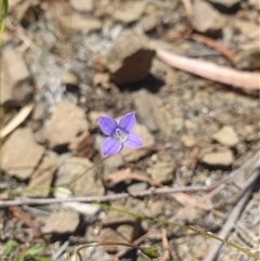 Wahlenbergia multicaulis (Tadgell's Bluebell) at Little Swanport, TAS - 4 Jan 2025 by Detritivore