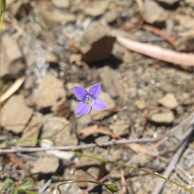 Wahlenbergia multicaulis (Tadgell's Bluebell) at Little Swanport, TAS - 4 Jan 2025 by Detritivore