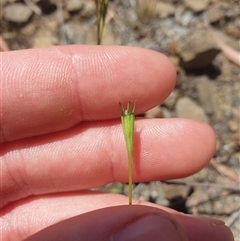 Wahlenbergia multicaulis at Little Swanport, TAS - 4 Jan 2025 01:40 PM