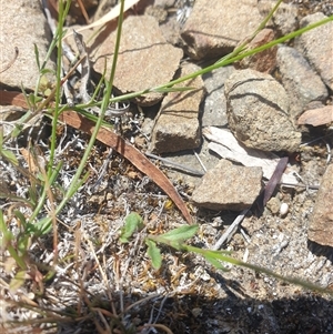 Wahlenbergia multicaulis at Little Swanport, TAS - 4 Jan 2025 01:40 PM