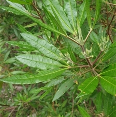 Zieria arborescens (Stinkwood) at Little Swanport, TAS - 5 Jan 2025 by Detritivore