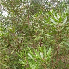 Zieria arborescens at Little Swanport, TAS - 5 Jan 2025 11:55 AM