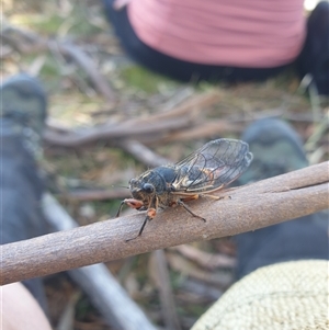 Unidentified Cicada (Hemiptera, Cicadoidea) at Little Swanport, TAS by Detritivore