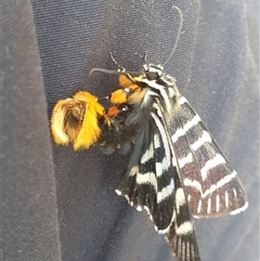 Comocrus behri (Mistletoe Day Moth) at Symonston, ACT - 7 Jan 2025 by Jeanette