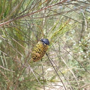 Stigmodera macularia (Macularia jewel beetle) at Mogo, NSW by Janie